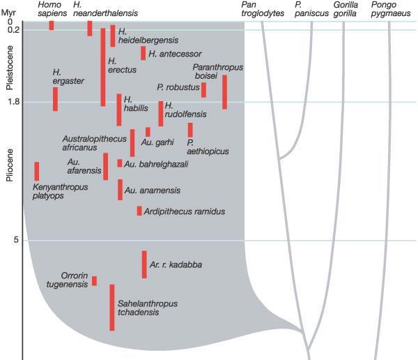 Relationships between all these early "human" species are