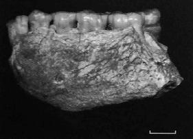 FIGURE 1.8 LH4 Mandible occlusal & left lateral views. Scale = 1 cm (after Schwartz and Tattersall, 2005). So far, around 400 odontoskeletal specimens have been attributed to A.