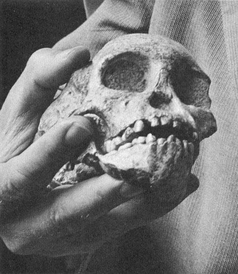 29 FIGURE 1.9 Taung 1 (after Dart, 1925) & right lateral view. Scale = 1 cm (after Schwartz and Tattersall, 2005). A.