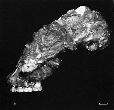 30 associated craniodental remains. The holotype is MH1 (Fig. 2.0 Suppl. Info.), a juvenile individual including a partial cranium, a fragmented mandible, and a variety of postcranial elements.