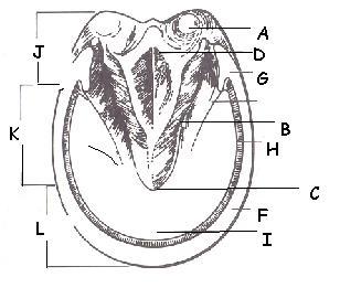 Worksheet #3 Identify Parts of the Hoof E Point of the Frog Bulb White Line