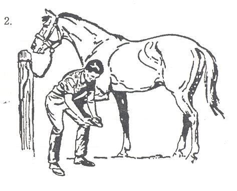 Place you r left hand on the horse s shoulder. Bending over, run your right hand gently but firmly down the back of the leg until your hand is just above the fetlock.