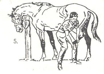 Grasp the cannon just above the fetlock with your right hand, lifting the hoof directly toward you so the leg is bent at the hock. 5. Then move to the rear, keeping the hind leg next to your thigh.