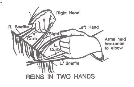 o Pull the rein up tight. o Then grasp the curb rein with the right hand and place it loosely in the left hand.