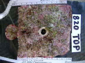 100 90 80 70 60 50 40 30 20 10 0 Pelotas Turrumote Buoy Bryozoans Worm tubes Sponges