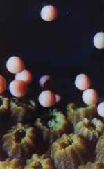 Gametes are released as bundles of eggs and sperm Eggs are full of lipid Bundles rise to sea surface where they break up and form large slicks Eggs