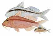 (Northern mulloway) Protonibea diacanthus Southern garfish (Gardie, southern sea garfish) Hyporhamphus melanochir Western butterfish (Butterfish, buttery) Pentapodus vitta dark