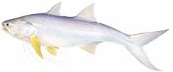 Blotched javelin (Blotched javelinfish) Pomadasys maculatus Blue threadfin (Bluenose threadfin salmon, blue salmon) Eleutheronema