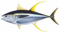 Pelagic Samsonfish Seriola hippos Juvenile Southern bluefin tuna Thunnus maccoyii