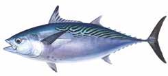 kingfish (Kingfish, kingie) Seriola lalandi Mackerel tuna (Jack mackerel, kawakawa)