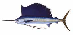 Pelagic (continued) Sailfish Istiophorus platypterus Mahi mahi (Dolphinfish) Coryphaena spp.