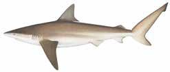 Sharks broad, angular upper teeth interdorsal ridge Dusky whaler Carcharhinus obscurus Whitetip reef shark Triaenodon obesus narrow hookshaped upper teeth no interdorsal ridge Bronze whaler