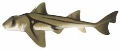 Sharks (continued) Hammerhead sharks Family Sphyrnidae White shark