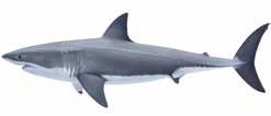 Sawsharks Family Pristiophoridae Greynurse shark Carcharias taurus
