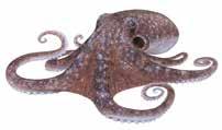 Octopus spp.