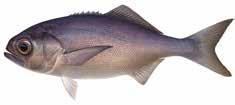 Offshore demersal Eightbar grouper (Grey banded rockcod, eightbar cod) Hyporthodus octofasciatus Blue-eye trevalla Hyperoglyphe