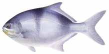 Inshore demersal West Australian dhufish (Dhuie) Glaucosoma hebraicum Western blue groper Achoerodus gouldii Juvenile Northern pearl perch Glaucosoma buergeri Blue morwong (Queen snapper)