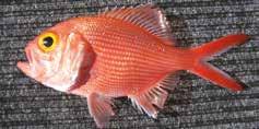 Bight redfish (Red snapper, nannygai) Centroberyx