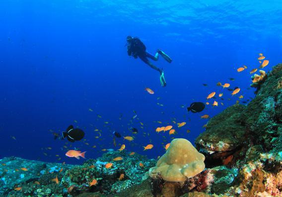 BIO CENTRE ADVENTURES AQUATIC ACTIVITIES House Reef Discover Snorkelling Price: 60 USD A one hour session for beginners; minimum 2 people Swimming Lesson Price: 60 USD A one hour lesson for