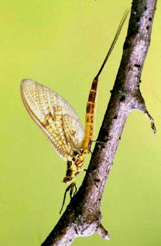 11 The Mayflies of County Waterford An atlas of the Mayflies of