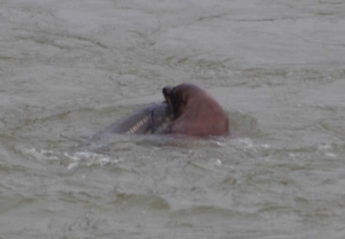 Willamette Falls 16: 1- Steller sea lions observed, 8