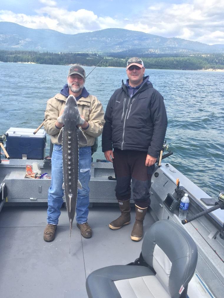 Lake Roosevelt White Sturgeon Fishery Purpose: family size equalization Targeting hatchery fish slot limit Spawning sanctuary 3,5 fish
