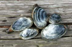 If you ve never tried shellfishing before, here s a primer on what you might find in New Hampshire, plus locations and techniques for various popular species: Softshell clams: Commonly known as