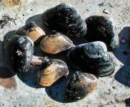 They burrow into the mud anywhere from a few inches to 18 inches, and are dug with short-handled clam forks.