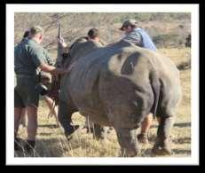 Conservation Monitoring the Welgevonden Rhino Welgevonden works to minimize the potential of poaching, with just 1 incident in 9 years on the property.