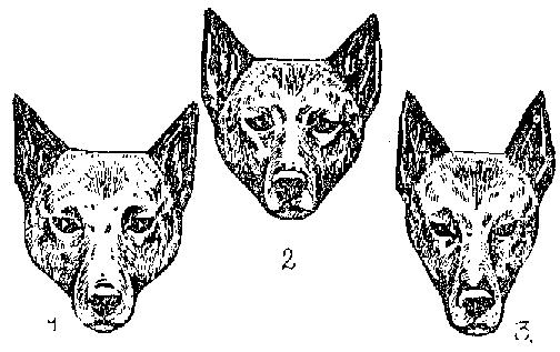 GENERAL APPEARANCE- The Elkhound is a medium sized, compact, cobby, rugged spitz dog with a square outline.