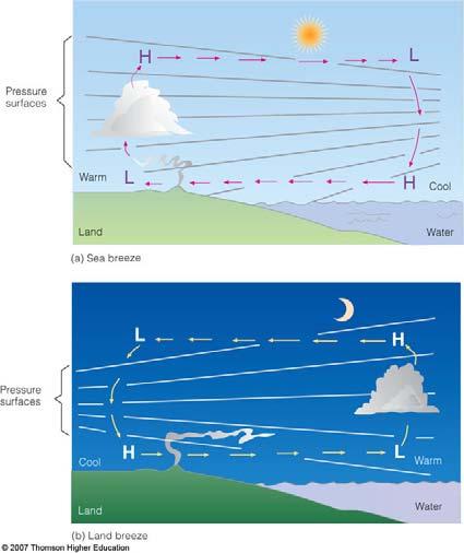 Land-sea breezes Due to uneven heating/cooling rate of land and water Daytime: land warming fast Nighttime: land cooling fast During Day During night The