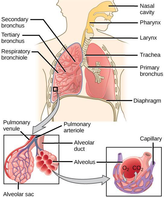 3.3.2 Gas Exchange Mammalian Systems Lungs are the primary gas exchange organs in mammals and most vertebrate.