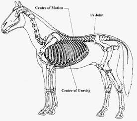 1. Available area for a saddle To answer the first question we must look at the structure of the horse.