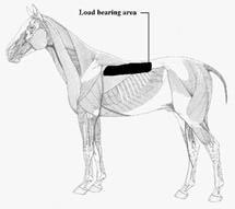 From these observations we can determine the largest load bearing area on the back, which leaves the horse free to move and breathe.