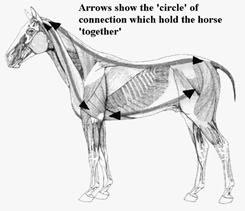 saddle as far as possible, and to achieve this the greatest area of contact between saddle and horse should be the aim. 3.