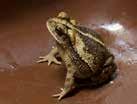 FROG OR TOAD?