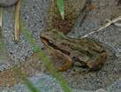 the common frogs and toads that live along the Gunflint Trail.