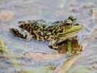 CHORUS FROG: ¾ -1 in size, has green and brown morphs.