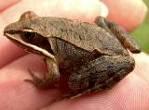 Wood Frogs were heard in 27% of all watershed blocks and all but the Middle 3 subwatersheds.