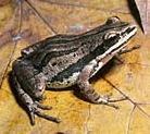 Western Chorus Frogs were heard in 49% of survey blocks and in all seven subwatersheds.