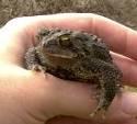 The American Toad was the most commonly heard frog or toad as it has been since 2001.