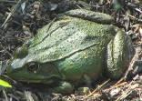 Green frogs were heard in over half of the survey blocks (72%) and in all seven
