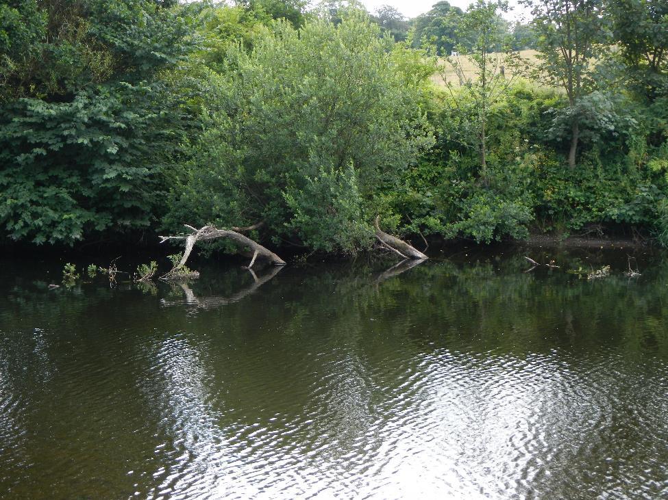 Figure 7. Beneficial woody debris in what would otherwise be a relatively featureless pool area.