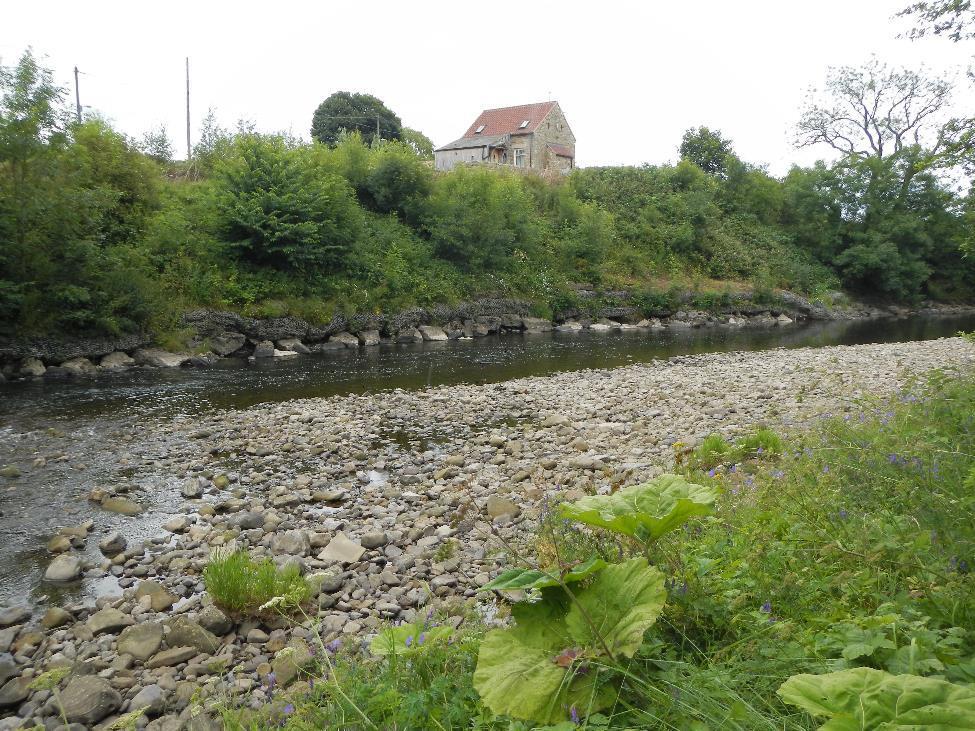 Figure 8. Gabions and riprap leading to increased bank erosion and inhibiting growth of vegetation.
