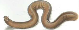 HAGFISHES Craniates without vertebral column. Look somewhat like eels, with elongated bodies.