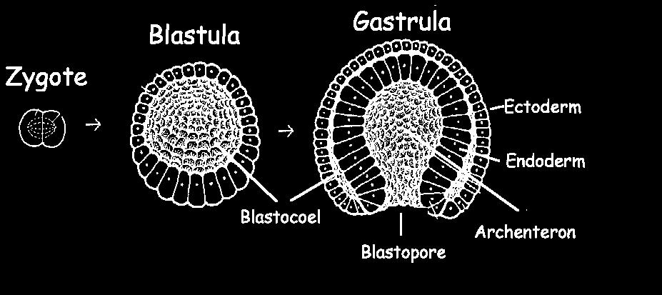 Worms arthropods and mollusks are protostomes» Protostome the blastopore forms the mouth