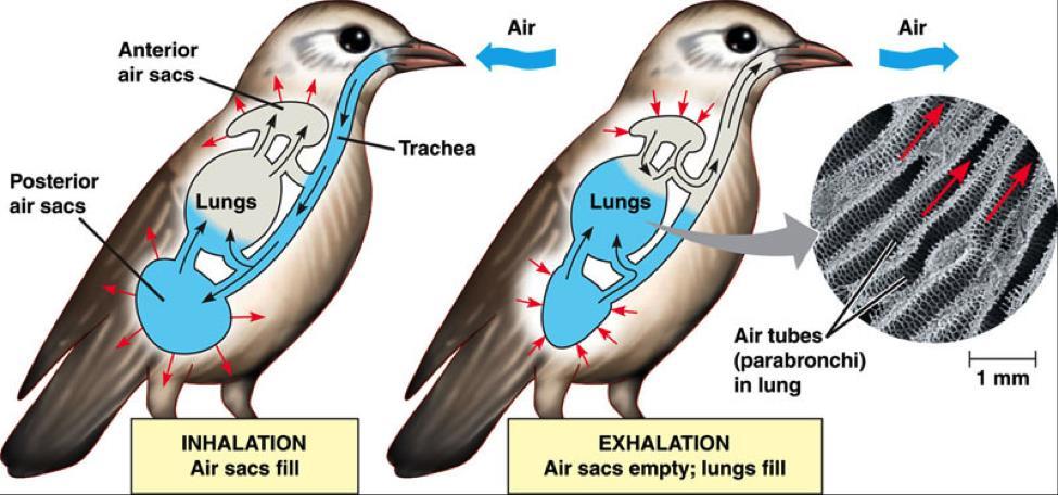 In most lungs, air moves in and out through the same