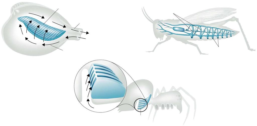 Invertebrates will have a variety of respiratory structures.