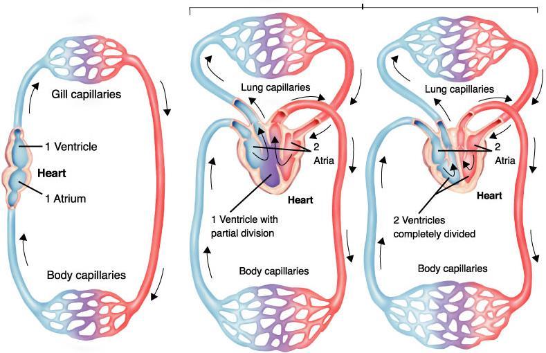 Single-Loop Circulatory System Double-Loop Circulatory