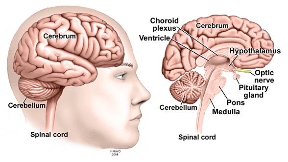 The size and complexity of the cerebrum and